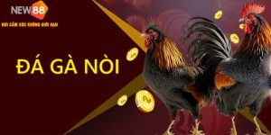 Đá Gà Nòi - Trận Chiến Dành Cho Những Chiến Kê Uy Lực