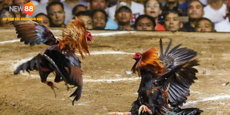 Mở ra cuộc đời mới cho rất nhiều sư kê